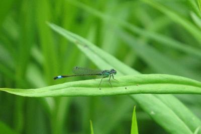 Agrion élégant