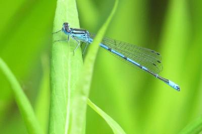 Agrion jouvencelle