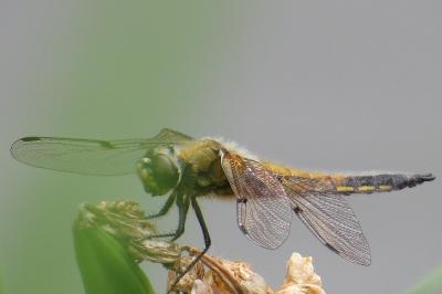 Libellule quadrimaculée 