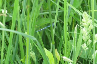 Agrion de Mercure