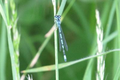 Agrion jouvencelle