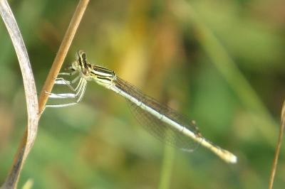 Agrion à larges pattes