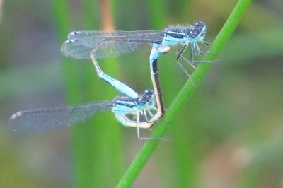 Agrion élégant