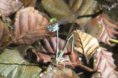 Agrion à larges pattes