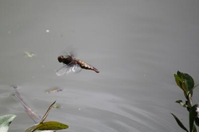 Libellule déprimée 