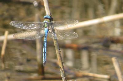Anax empereur 