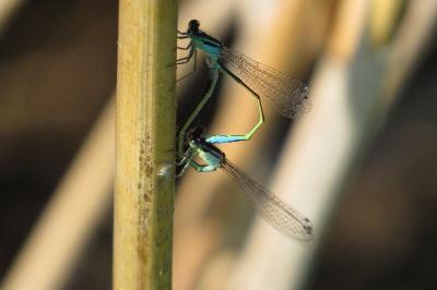 Agrion élégant