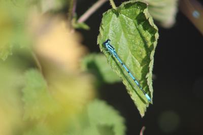 Agrion jouvencelle