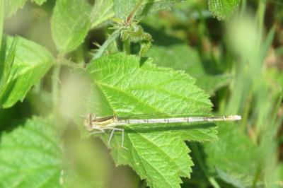 Agrion à larges pattes