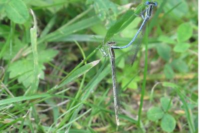 Agrion à larges pattes