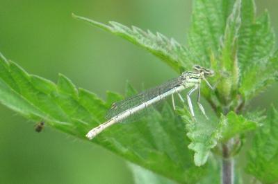 Agrion à larges pattes