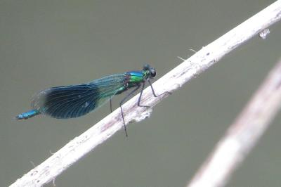 Caloptéryx éclatant