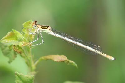 Agrion à larges pattes