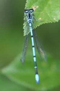 Agrion jouvencelle