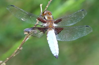 Libellule déprimée 