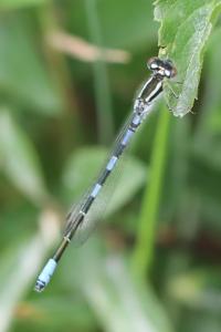 Agrion mignon 