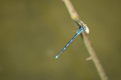 Agrion de Vander Linden