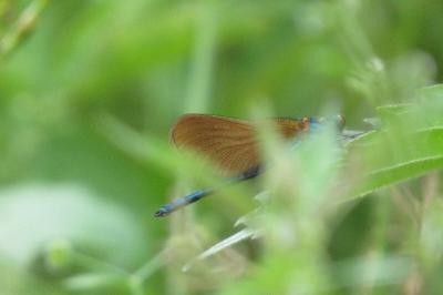 Caloptéryx vierge