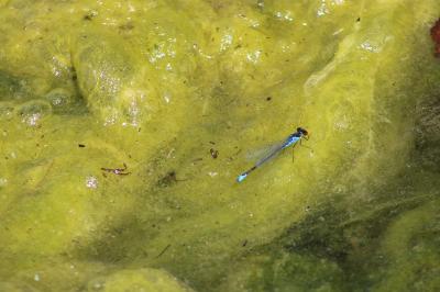 Naïade au corps vert 