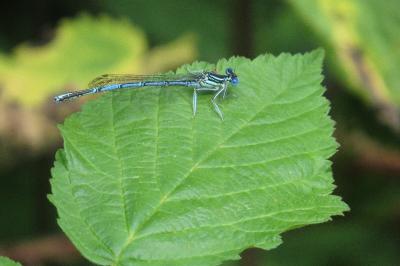 Agrion à larges pattes