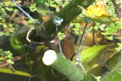 Agrion à larges pattes