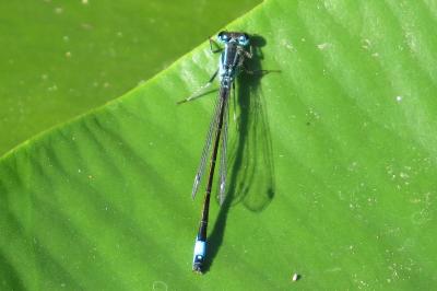 Agrion élégant