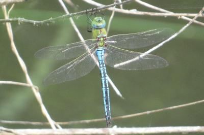 Anax empereur 
