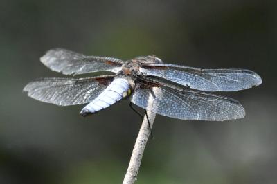 Libellule déprimée 