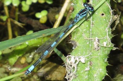 Agrion de Mercure