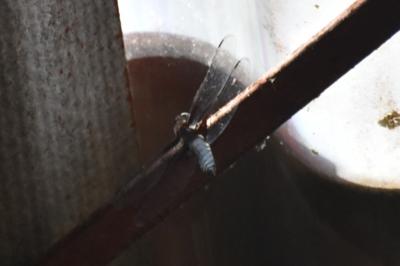Libellule déprimée 