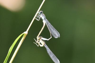 Agrion à larges pattes