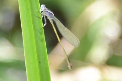 Agrion élégant