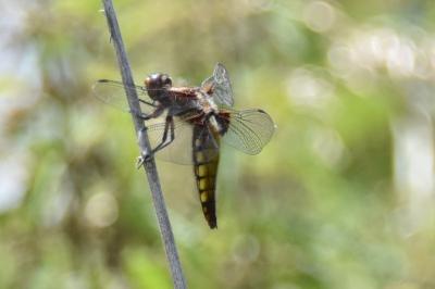 Libellule déprimée 