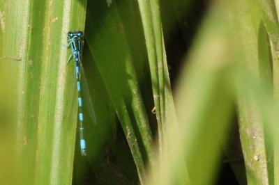 Agrion de Mercure