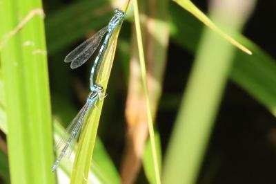 Agrion de Mercure