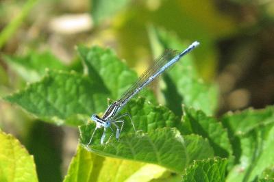 Agrion à larges pattes