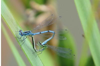 Agrion jouvencelle