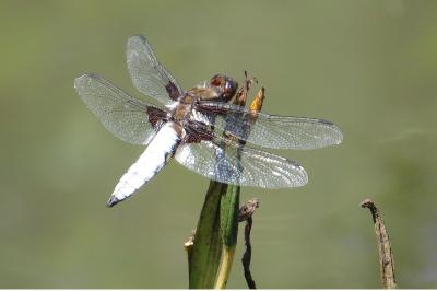 Libellule déprimée 