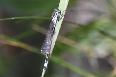 Agrion élégant