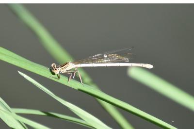 Agrion à larges pattes