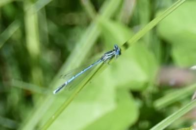 Agrion à larges pattes