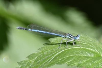 Agrion à larges pattes