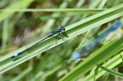 Agrion élégant