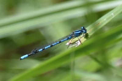 Agrion porte-coupe