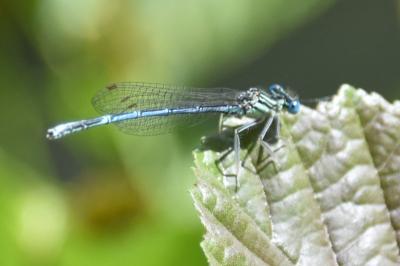 Agrion à larges pattes
