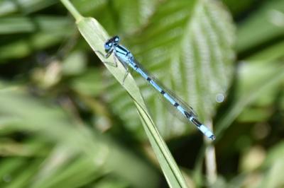 Agrion jouvencelle