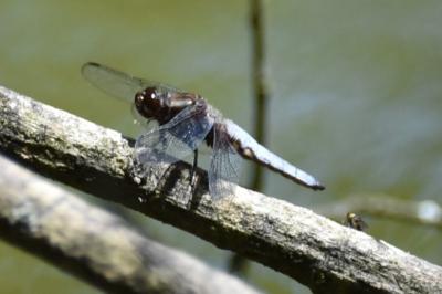 Libellule déprimée 