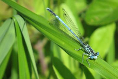 Agrion à larges pattes