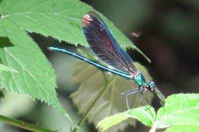 Caloptéryx vierge