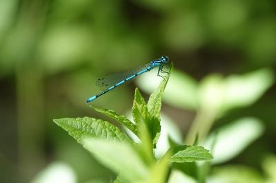 Agrion jouvencelle